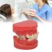 24-Teeth Ceramic Orthodontic Model with Wires & Brackets for Dental Training - International Shipping Available - Buy Online on GoSupps.com