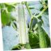 POPETPOP 4pcs Shaped Growth Mold Ginseng Transparent Fruit Shaping Mold Acrylic Small Fruit Vegetable - Buy Online on GoSupps.com
