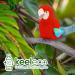 Deluxe Paws Plush Eco Toy - 100% Recycled, Cuddly Soft (Parrot) - Buy Online on GoSupps.com