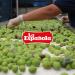 LA ESPA OLA - Extra Virgin Olive Oil Made from 100% Spanish Olives. 5 l Bottle - Buy Online on GoSupps.com