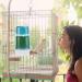 2pcs Plastic Bird Feeder Parrot Water Feeders Parrot Water Dispenser Pet Bird Plastic Water Clip for Bird Cage Accessories Large Capacity Design - Buy Online on GoSupps.com