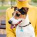KALIONE 4 Packs Bells for Dog Cat Collars Stainless Steel Bell Training Charm Pendants Small Pet Bells Pendant Accessories with Snap Clips for Dog Cat Pets Necklace Collar DIY Keychains Crafts Making - Buy Online on GoSupps.com