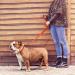 Shop Tagme Orange Dog Collar & Leash Set - Personalized Reflective 1.5m for Medium Dogs - Buy Online on GoSupps.com