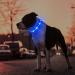 Masbrill Luminous LED Dog Collar - Waterproof & Adjustable Safety Band with 3 Flashing Lights for Small to Large Dogs (Blue XS 25-35cm) - Buy Online on GoSupps.com