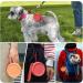 Fidwall Silicone Dog Treats & Clicker - Portable Dog Training Accessories Easy to Clean Odorless Zip Design (Orange) - 1PC - Buy Online on GoSupps.com