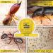 HARRIS Termite & Carpenter Ant Treatment 4lb Powder - Mold Killer & Prevention Spray - Buy Online on GoSupps.com