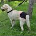 Oyccen 2pcs Reusable Female Dog Diapers | Protective Pants & Sanitary Underwear for Dogs | Eco-Friendly Pet Care - Buy Online on GoSupps.com