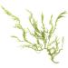 Mynatura Organic Kelp Algae Powder - 200g | Premium Superfood for Health & Wellness - International Shipping Available - Buy Online on GoSupps.com