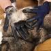 Grooming Gloves for Dogs & Cats - Massage & Cleaning Brush - Rubber Pet Grooming Tool - Pink - Buy Online on GoSupps.com