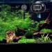 FREESEA Adjustable Aquarium Heater 25-300W with Submersible Thermometer | Reliable Fish Tank Temperature Control - Buy Online on GoSupps.com
