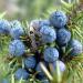 Altenya Organic Juniper Berry Essential Oil 10ml - 100% Pure USDA Certified Natural Oil - Shop Internationally - Buy Online on GoSupps.com