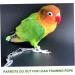 HANABASS 2 Pcs 15 Pet Leash Cockatiel Leash Cockatiel Harness Chicken Leashes and Harnesses Budgie Leash Size 5x2pcs As Shownx2pcs - Buy Online on GoSupps.com