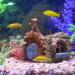 FAZ Hongfa Betta Holzhaus Aquarium Decorations & Hiding Caves for Small & Medium Fish | Premium Resin Ornament - Buy Online on GoSupps.com