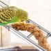 Kigeli 6 Pcs Step Ladder for Bird Bird Toys Ladder Hanging Bird Ladder Parrot Step Ladders Cage Hanging Bird Climbing Toys for Parakeets Parrots Cockatoo and Lovebirds (Stainless Steel 1 Size) Stainless Steel One Size - Buy Online on GoSupps.com