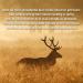 ARQUIVET Deer antlers - M - 40-75 g - ecological - Buy Online on GoSupps.com