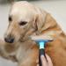 HCE Dog Hair Brush for Grooming | Best Brush for Matted Hair, Shedding & Defurring | Ideal for Large Dogs, Huskies | Blue - Buy Online on GoSupps.com