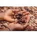 Kamelur 1kg Bio Criollo Cocoa Beans - Raw Vegan Organic | Additive-Free & Biodegradable Packaging - Buy Online on GoSupps.com
