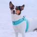 BullyBillows Boomerang Harness | Lightweight & Non-Restrictive Dog Harness | Easy Slip On & Off Design | Premium Quality with Velcro Strap | Carminerose M Medium - Buy Online on GoSupps.com