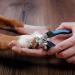 Professional Dog & Cat Nail Clippers for Thick Nails - Easy-to-Use Grooming Tool with Free Nail File - Ideal for Large and Small Pets - Buy Online on GoSupps.com