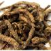 DX Kutki 50 g Picroriza Kurroa Hellabore Racine de Katukarogani Kadu Katuka - Buy Online on GoSupps.com