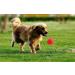 Panlom 3 Pack Dog Balls Indestructible - 100% Natural Rubber Dog Ball Non-Toxic Tough Toy for Small Medium Large Dog Medium 5.5cm/2.2inch - Buy Online on GoSupps.com