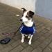 Eastlion Dog Sweater | Warm Puppy T-Shirt Pullover Coat | Black XS Pet Clothes - Shop Internationally! - Buy Online on GoSupps.com