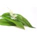 W rzteufel Bear garlic finely planed fine bear garlic leaves germreduced from German cultivation & production bag 1000g 1kg - Buy Online on GoSupps.com