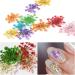 Kingmas 12 Colors Dried Flowers Nail Art Supplies - Mini Real Natural 3D Applique Decoration Sticker - Buy Online on GoSupps.com
