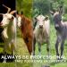 Horse Clippers Cordless Farm Livestock Hair Fur Grooming Fast Cut Ideal for Horses Llamas Cattle Goats Alpacas - Buy Online on GoSupps.com