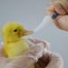 Pet Nurse Feeding Bottle Kit for Dogs, Puppies, and Kittens with Replacement Nipples - Pet Feeder Set - Buy Online on GoSupps.com