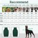 Iecoii Dog Sweater - Warm Turtleneck Winter Sweater for Small to Large Dogs & Cats | Perfect for Chihuahuas French Bulldogs & Labradors - X-Small Green - Buy Online on GoSupps.com