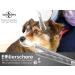 Fellschers Dog Scissors - Fine Fur 30-Toothing Dog Hair Scissors for Precise Grooming - International Shipping Available - Buy Online on GoSupps.com