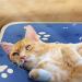 Pet Heating Pad for Cats Dogs - Waterproof, Auto Power Off, Adjustable Temperature - 20 x 20 Indoor Warming Mat - Buy Online on GoSupps.com