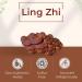 Plum Dragon Ling Zhi | Reishi Mushroom - 1lb - Buy Online on GoSupps.com