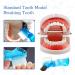 Dental Teeth Model with Dentures & Toothbrush | Educational Prosthesis Model for Kids | Best Dental Teaching Tools & Study Supplies - Buy Online on GoSupps.com