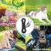 SCIROKKO Reflective Cat Leash - 30ft Escape Proof Durable Walking Lead for Kittens, Puppies, Rabbits - Black - Buy Online on GoSupps.com