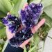 Natural Dream Amethyst Quartz Cluster SpecimenCan be Used for (Color : 70-80g Size : 1pc) HOMEZHOU (Color : 70-80g Size : 3pc) 3pc 70-80g - Buy Online on GoSupps.com