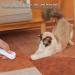 Pssopp Indoor Pet Interactive Toy Cat Toys LED Pointer Cat Flashlight Toy LED Projector Toy Cat Training Exercise Tool - Buy Online on GoSupps.com