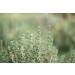 Kamelur 250 g of dried and grated organic thyme - organic aromatic spice no additives - perfect for thyme tea - in biodegradable packaging - Buy Online on GoSupps.com