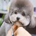 Jiasoval 6 Up-Curved Pet Grooming Scissors Set for Dogs & Cats - Stainless Steel Safety Scissors for Hair Cutting and Trimming - Buy Online on GoSupps.com