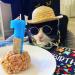 6 Pieces Pet Dog Cat Costume  Pet Sunglasses and Summer Pet Straw Hat with Faux Gold Chain Collar  Classic Funny Pet Accessories for Pet Cat Puppy Small Medium Dog Birthday Cosplay Party (Cute Style) - Buy Online on GoSupps.com