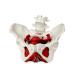 Vision Scientific VAP216 Female Pelvis Model | Detailed Pelvic Floor Muscles & Reproductive Organs | Removable Uterus Colon & Bladder - Buy Internationally - Buy Online on GoSupps.com