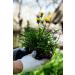 Dandelion Root Tea | Racine De Pissenlit Tisane | Taraxacum Officinale L | Health Embassy (100g) - Buy Online on GoSupps.com