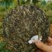 HELLOYOUNG 357g Th Pu-erh naturel vieux arbres du Yunnan chinois Feuilles de th naturelles et biologiques Aliment vert au go t apaisant - Buy Online on GoSupps.com