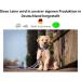 Dogeline Double Leash for Medium Dogs | 39 Colors | 2.80m Strong Practice Line Up to 45kg - Shop Now! - Buy Online on GoSupps.com