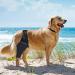 Dog Leg Bracket Pet Dog Leg Support Bracket Dog Hind Leg Protection Device Adjustable Knee Bracket Leg Bracket Dog Arthritis Bracket for Dog Hind Leg Rehabilitation XL - Buy Online on GoSupps.com