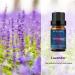 100% Pure Lavender & Peppermint Essential Oil Gift Set | Organic Aromatherapy | 10ML x 2 | Undiluted Natural Oils - Buy Online on GoSupps.com