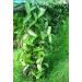 Madagascar Bourbon Vanilla Pods 3 Gourmet Vanilla Pods 17 cm Tube - Buy Online on GoSupps.com