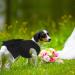 QBLEEV Dog Dress Dog Wedding Dress for Medium Dogs Bowknot Dog Wedding Attire Black Dog Dress Pet Dog Bride Costume Lace Tutu Skirt Halloween Dog Princess Dress Puppy Apparel Dog Formal Dress XXL Black XXL - Buy Online on GoSupps.com