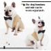 Stylish Dog Wedding Suit - Champagne Costume for Chihuahuas & Small Breeds | Perfect Wedding Outfit | International Shipping - Buy Online on GoSupps.com